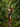 Leopard bra / Green